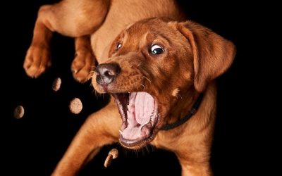 Treat Recipes & Kong Fillers