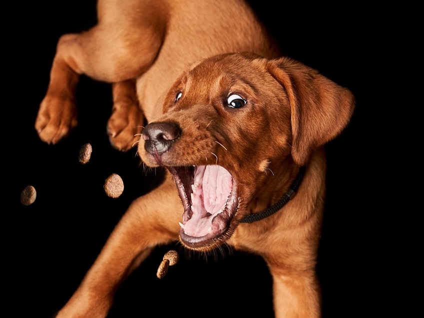 Treat Recipes & Kong Fillers