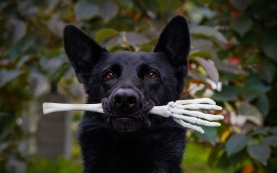 Halloween Newsletter