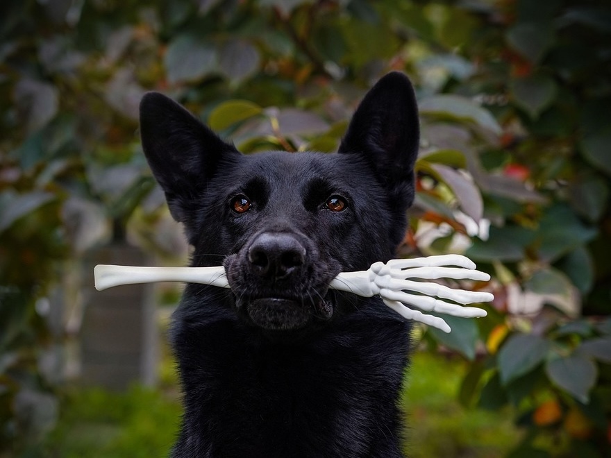 Halloween Newsletter