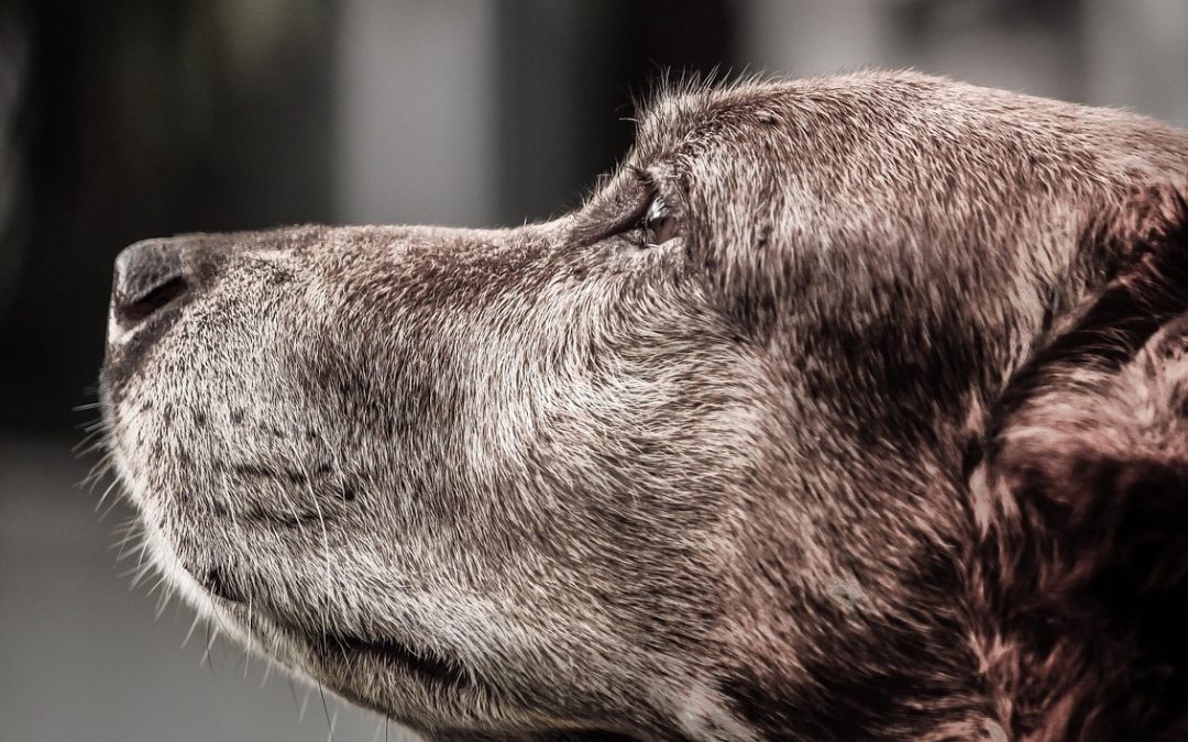 Senior Pet Month Newsletter