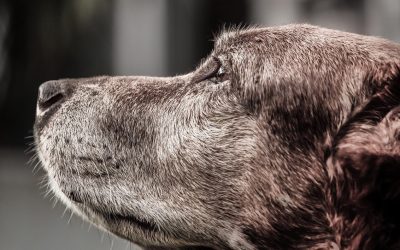 Senior Pet Month Newsletter