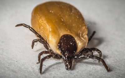 If bugs give you the ick… It’s time to talk about ticks