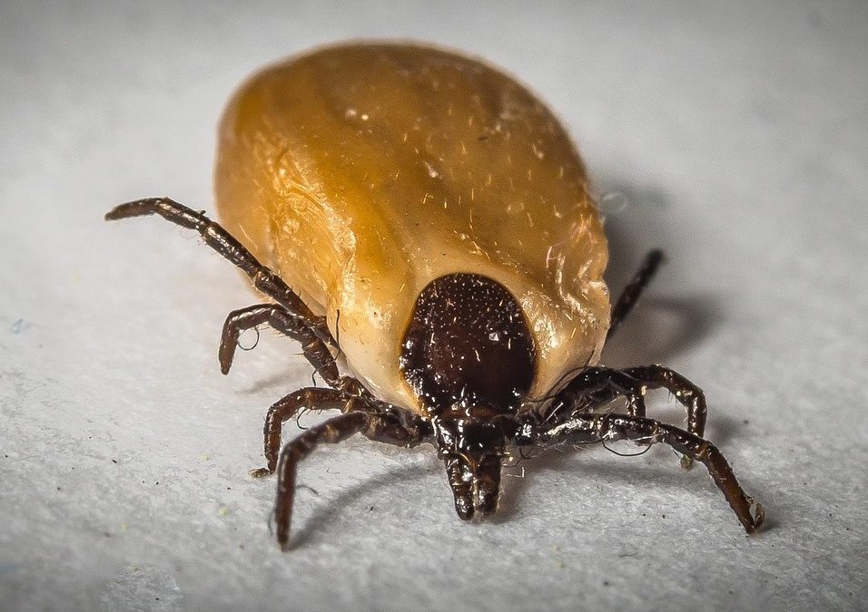 If bugs give you the ick… It’s time to talk about ticks