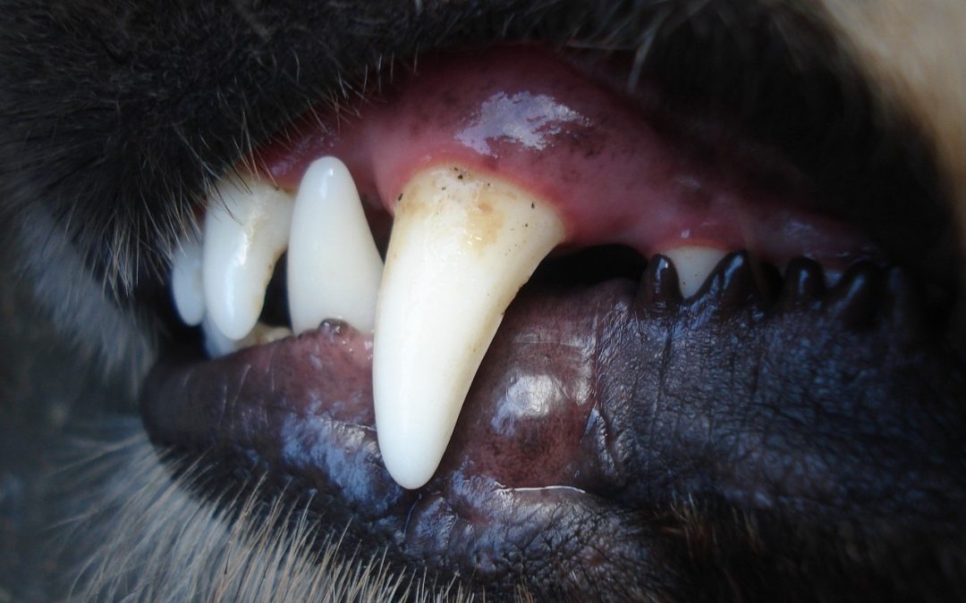 The truth about anesthesia-free dentistry for pets