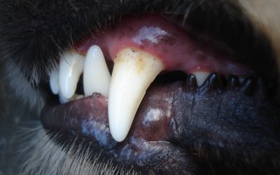 The truth about anesthesia-free dentistry for pets