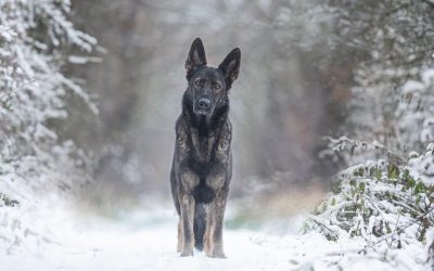 Keeping Your Pet Warm & Happy This Winter