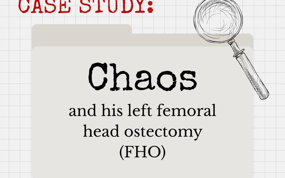 Case Study: Chaos the Cat and his FHO Surgery