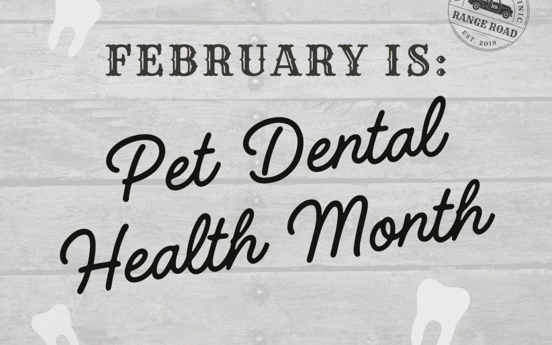 Dental Care Tips for Dogs and Cats