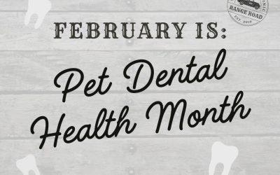 Dental Care Tips for Dogs and Cats