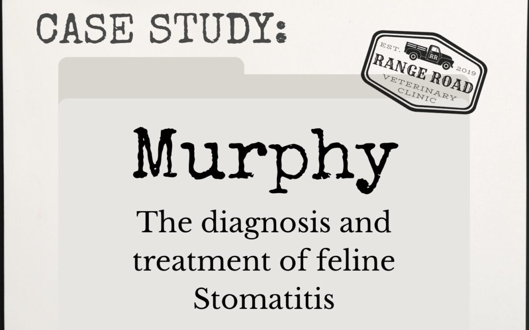 Case Study: Murphy and the diagnosis and treatment of feline Stomatitis