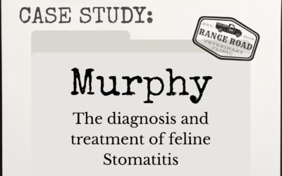 Case Study: Murphy and the diagnosis and treatment of feline Stomatitis