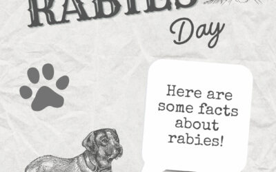 World Rabies Day
