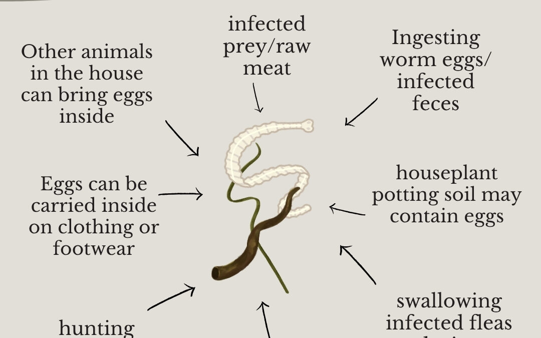 How do pets get worms?