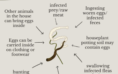 How do pets get worms?