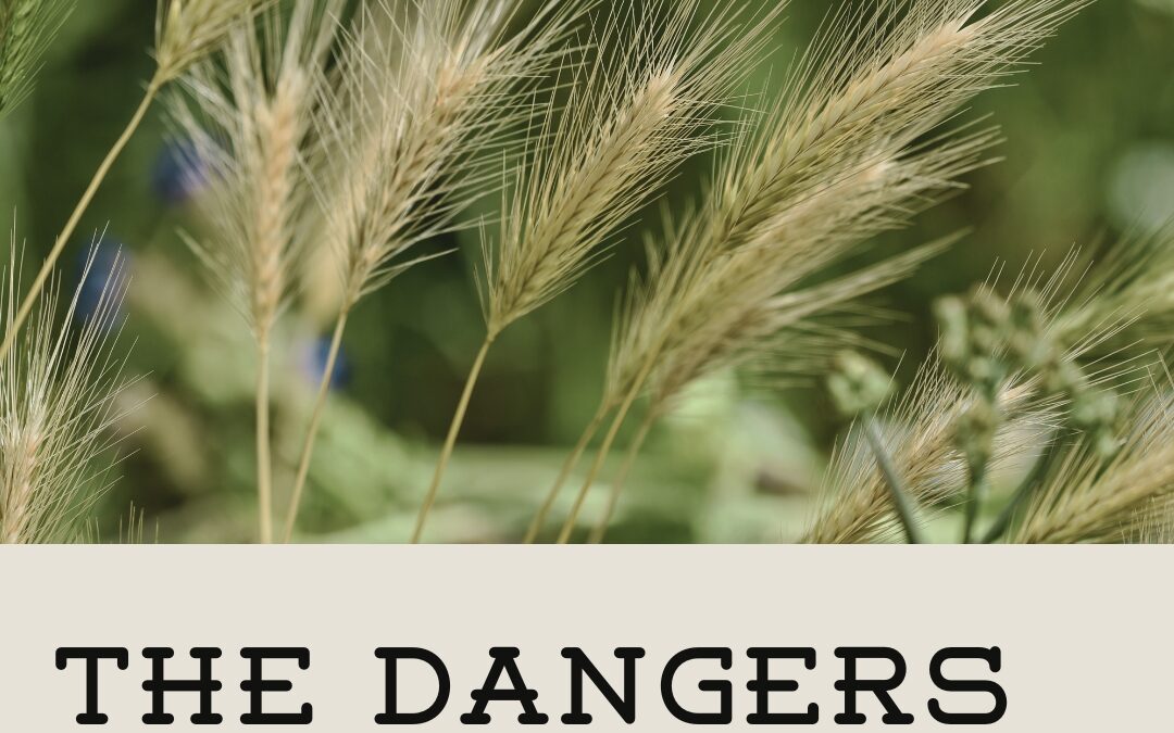 The Dangers of Foxtails
