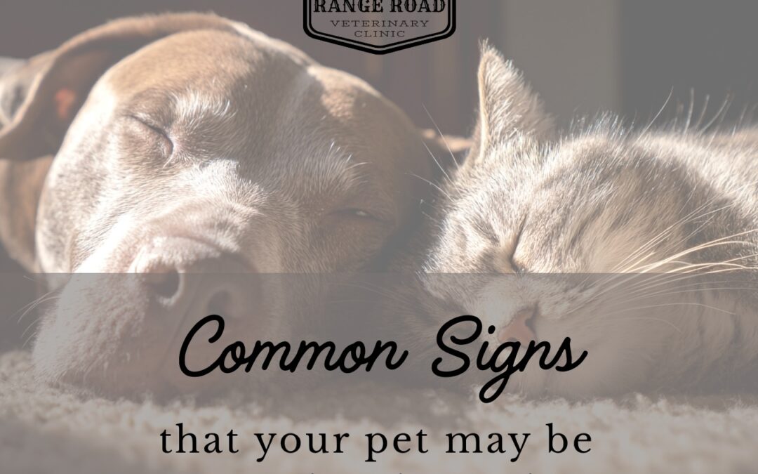 September – Pet Pain Awareness Month